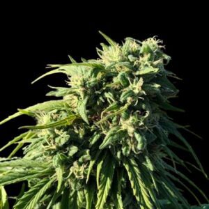 Alien OG Haze Product Package