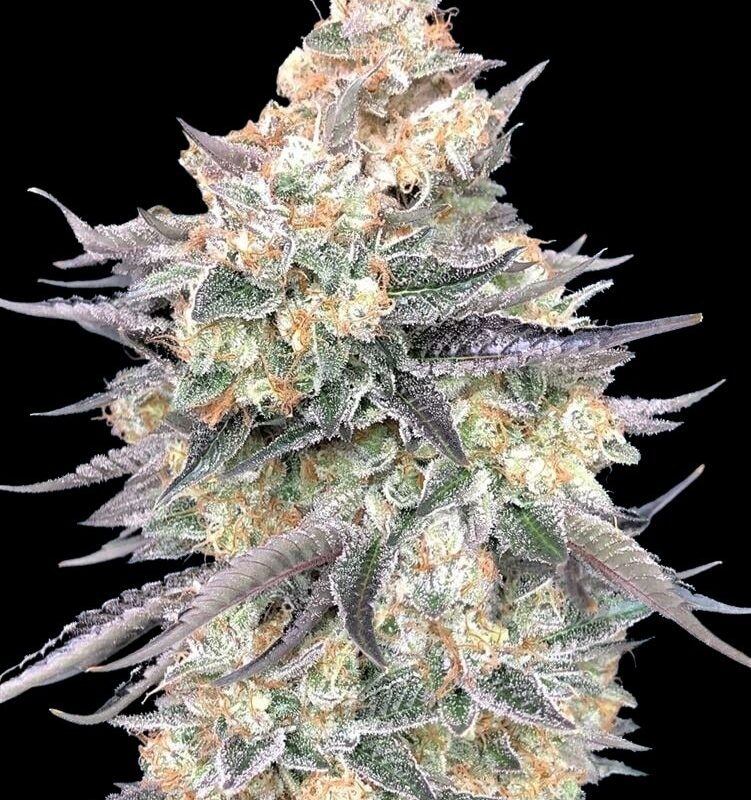 Blue Berry Muffin X Blue Dream Strains | Cannabis Seeds Bank | JG Seeds