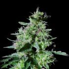 Anvil Atlas Autos Strains | Cannabis Seeds Bank | JG Seeds