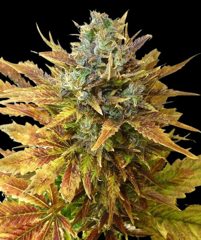 Diesel Bruce Haze Strains | Cannabis Seeds Bank | JG Seeds