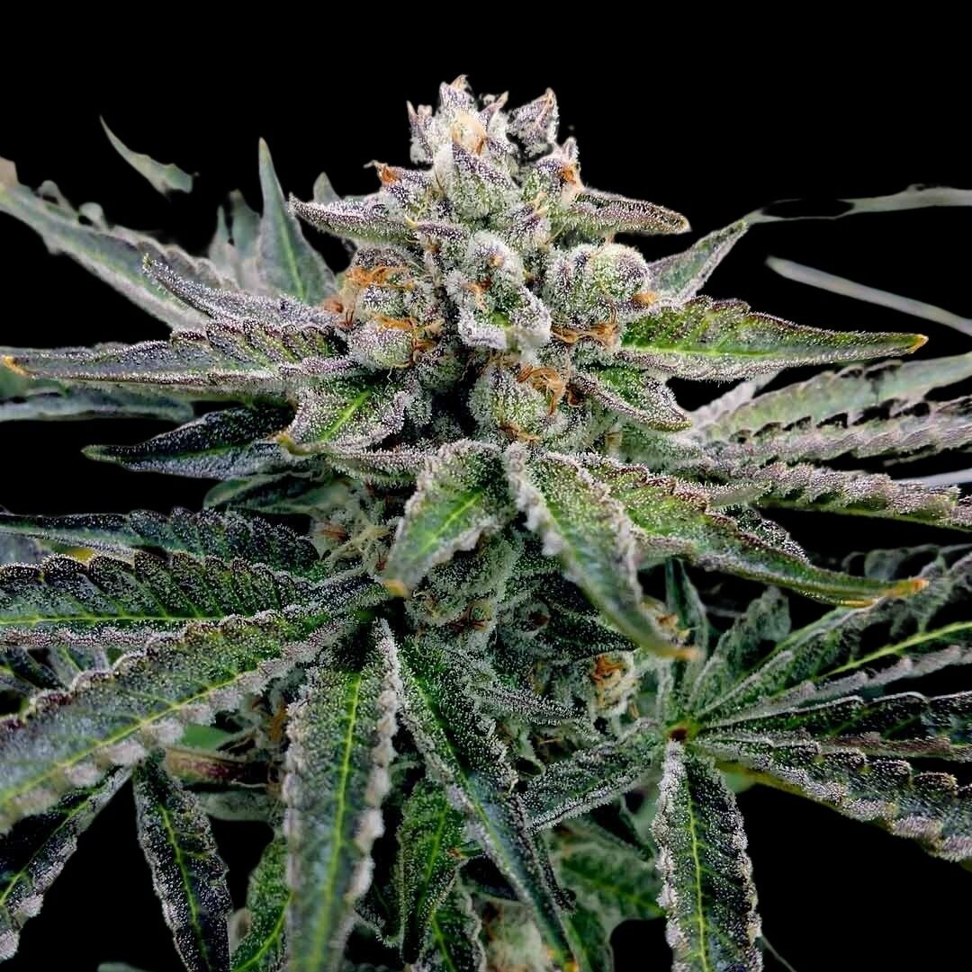 Forbidden Lava Cannabis Seeds - The Johnny Seeds Bank