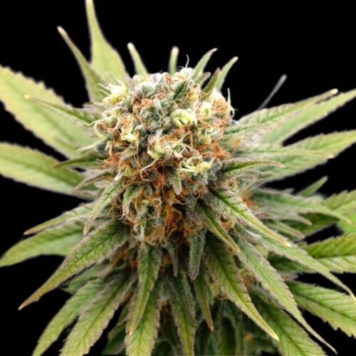 GSC Bruce Strains | Cannabis Seeds Bank | JG Seeds