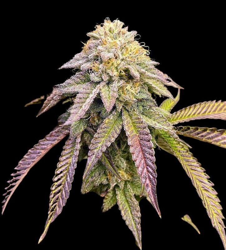 Ice Dream Cake Strains | Cannabis Seeds Bank | JG Seeds
