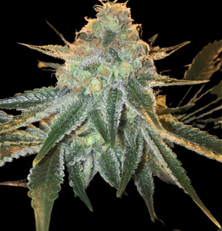 Mega Jackpot Haze Strains | Cannabis Seeds Bank | JG Seeds