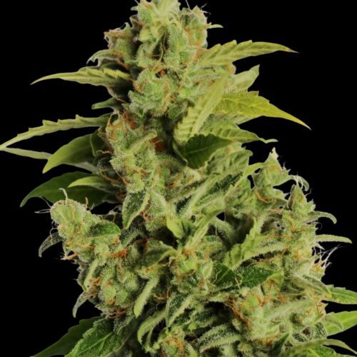 Remedy Ayahuasca Kush Strains | Cannabis Seeds Bank | JG Seeds
