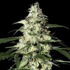 Skunk Auto Strains | Cannabis Seeds Bank | JG Seeds