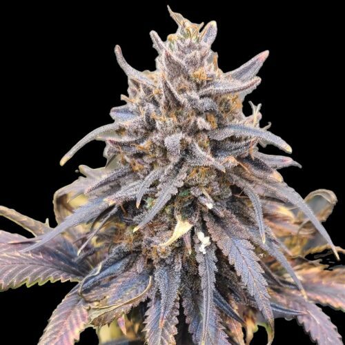 Strawnana Haze Strains | Cannabis Seeds Bank | JG Seeds