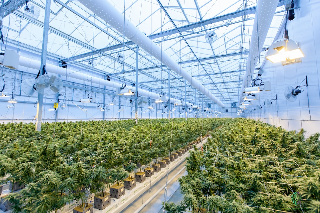 The Ultimate Guide to Maximizing Growth: Unveiling the Cannabis Vegetative Stage