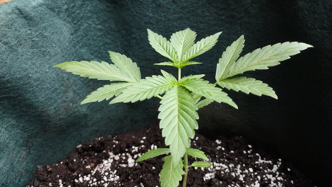 10 Must-Have Items for Successful Cannabis Cultivation