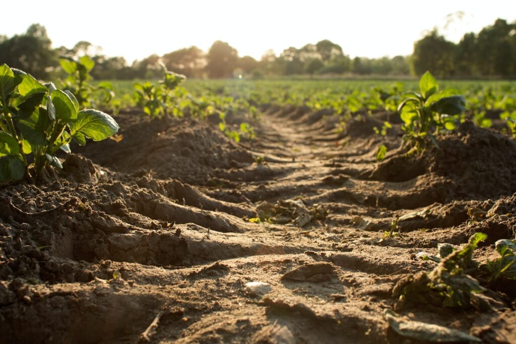 Obtaining the Optimal Soil for Cultivating Cannabis