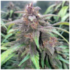 Skunk Auto