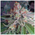Skunk Auto