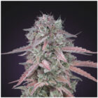 Skunk Auto