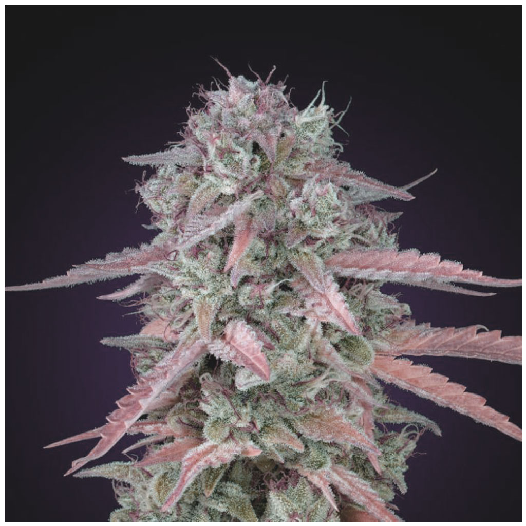 Skunk Auto