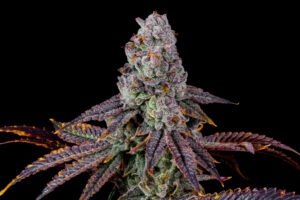 GG4  Product Package