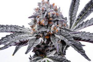Lemon Skunk Product Package