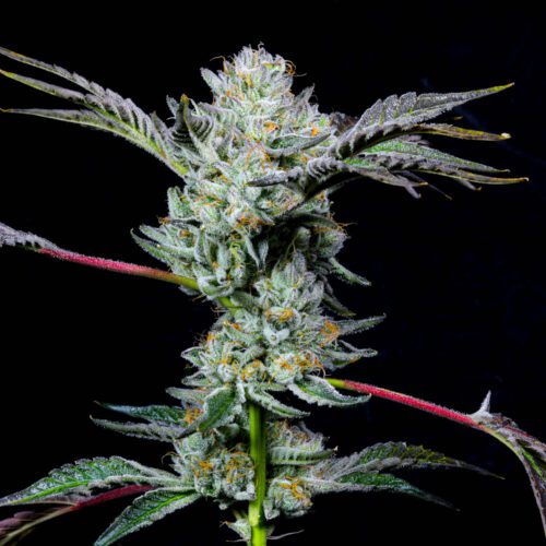 cannabis