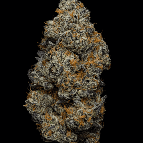 white-truffle-strain