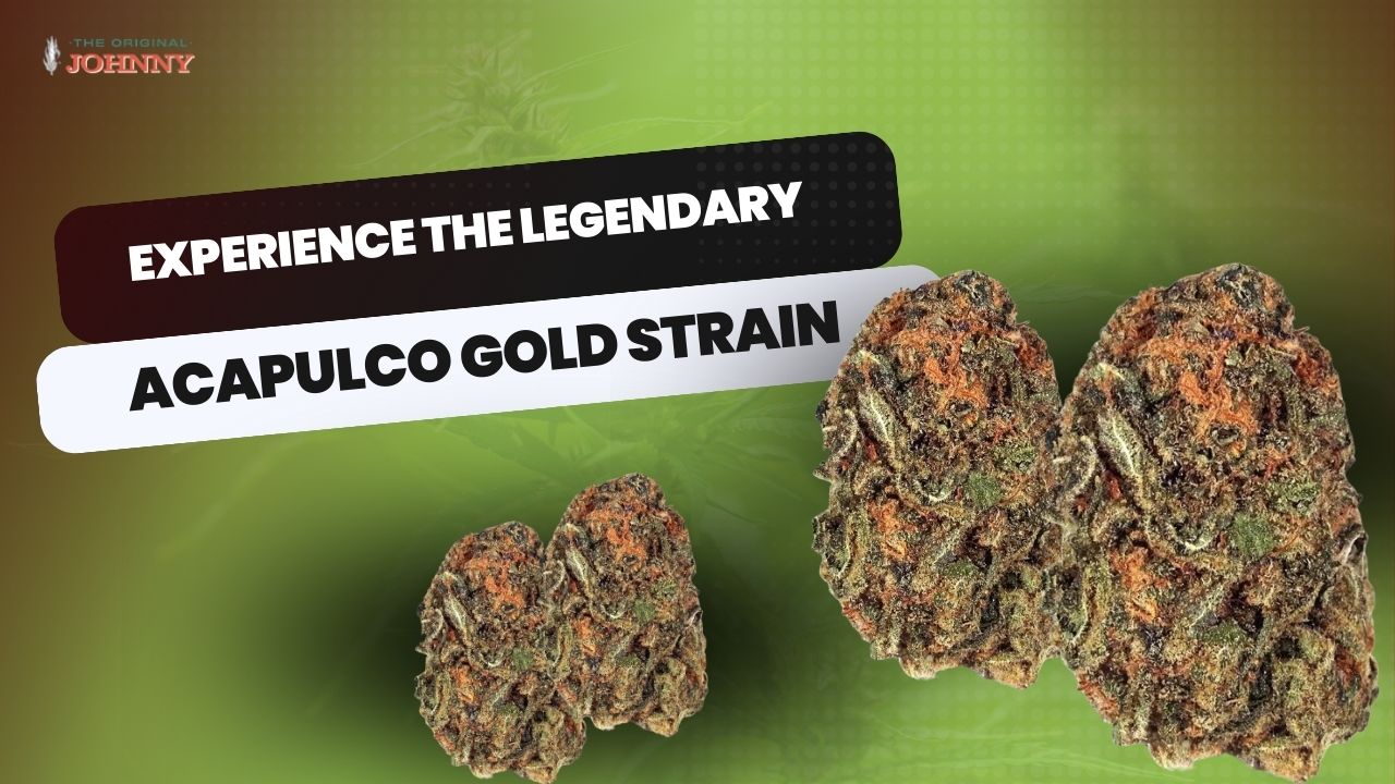 Experience the Legendary Acapulco Gold Strain