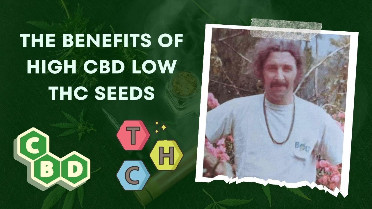 The Benefits of High CBD Low THC Seeds