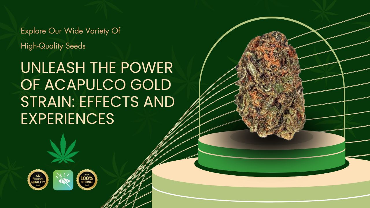 Unleash the Power of Acapulco Gold Strain: Effects and Experiences