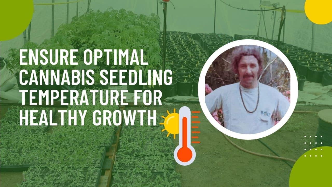 Ensure Optimal Cannabis Seedling Temperature for Healthy Growth