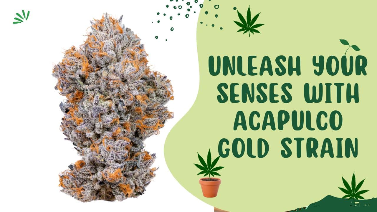 Unleash Your Senses with Acapulco Gold Strain