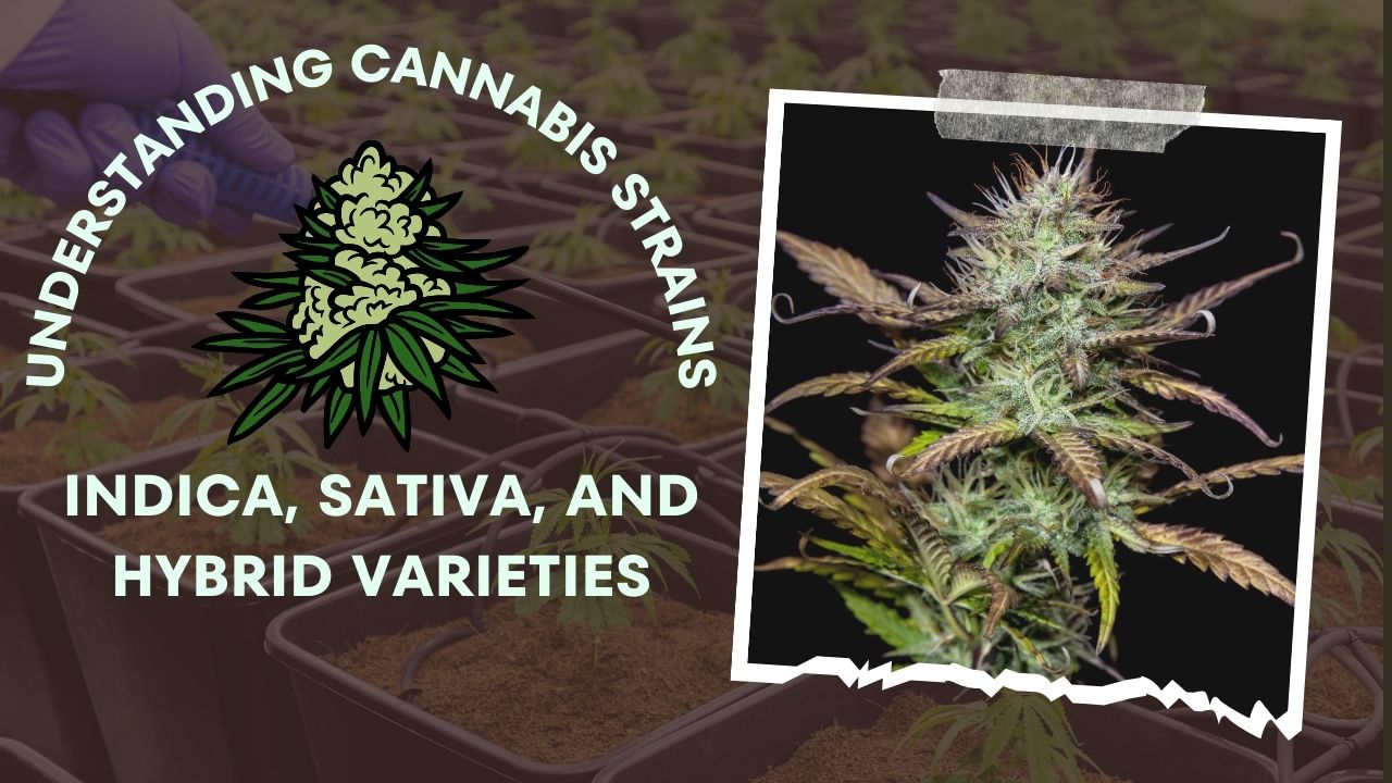 Understanding Cannabis Strains: Indica, Sativa, and Hybrid Varieties