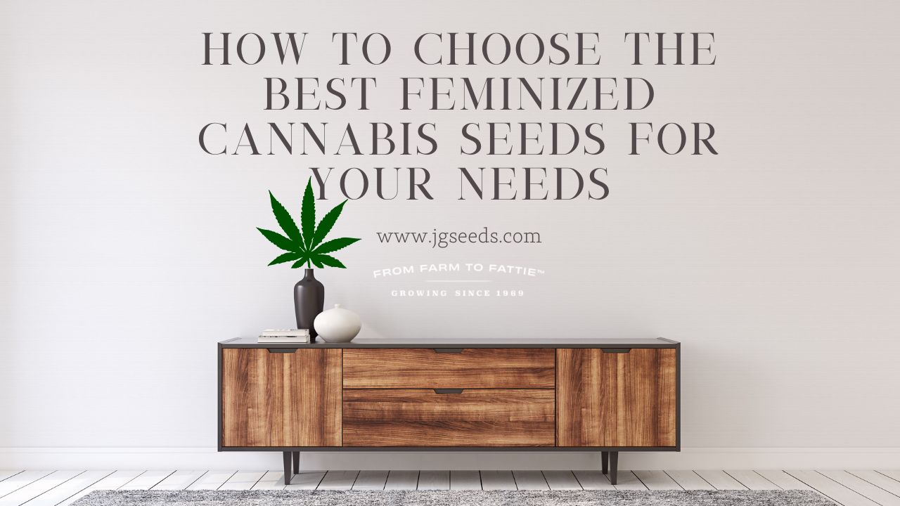 How to Choose the Best Feminized Cannabis Seeds for Your Needs