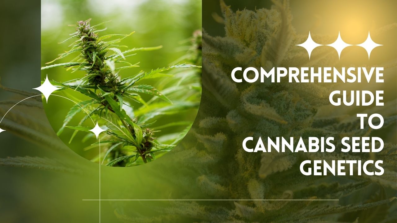 A Comprehensive Guide to Cannabis Seed Genetics