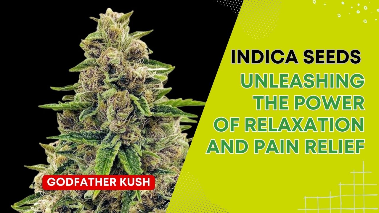 Indica Seeds: Unleashing the Power of Relaxation and Pain Relief