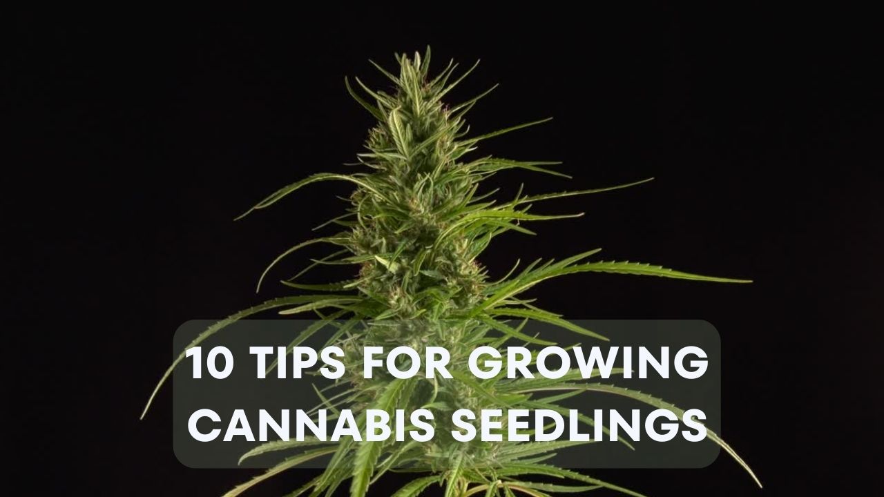 10 Tips for Growing Cannabis Seedlings