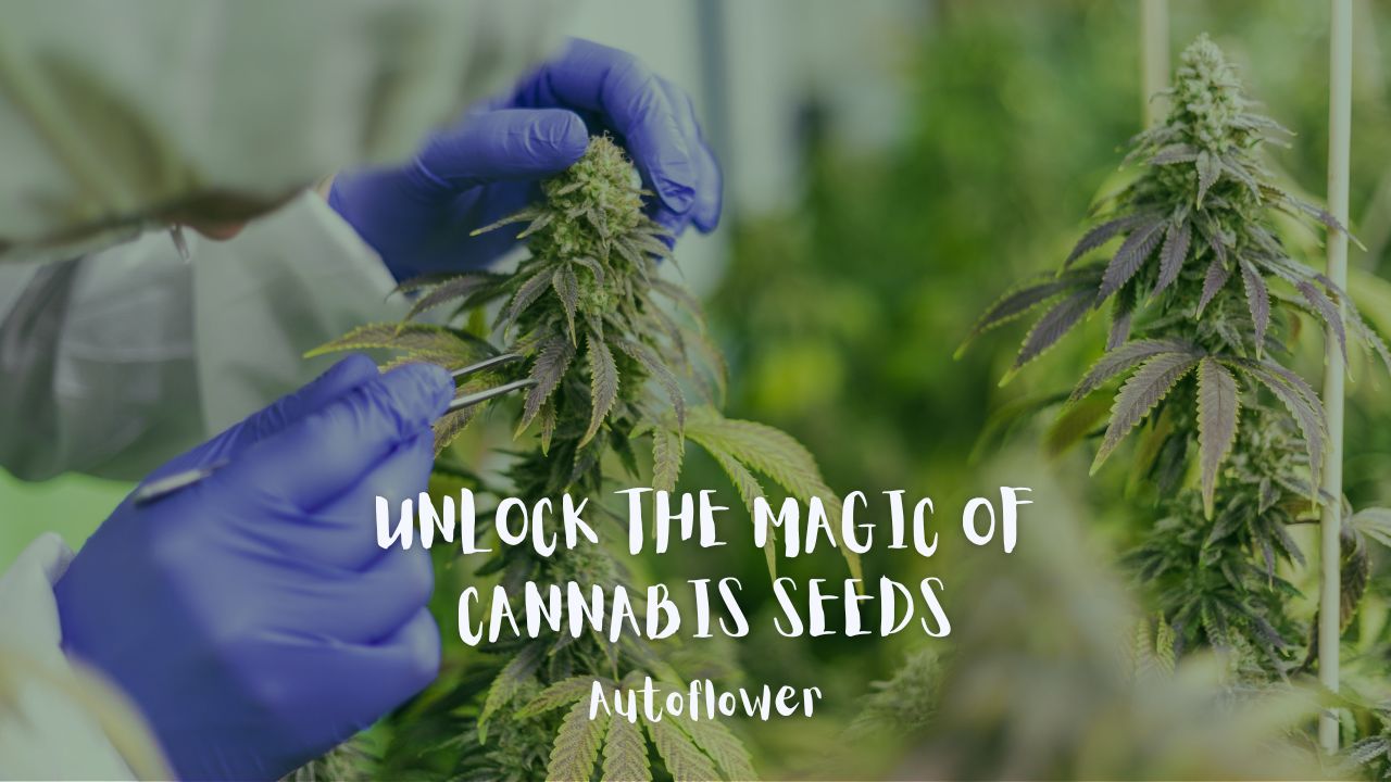 Unlock the Magic of Cannabis Seeds Autoflower