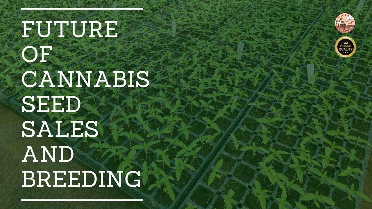 The Future of Cannabis Seed Sales and Breeding