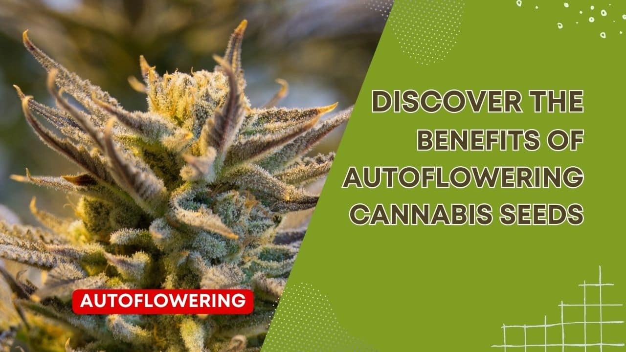 Discover the Benefits of Autoflowering Cannabis Seeds