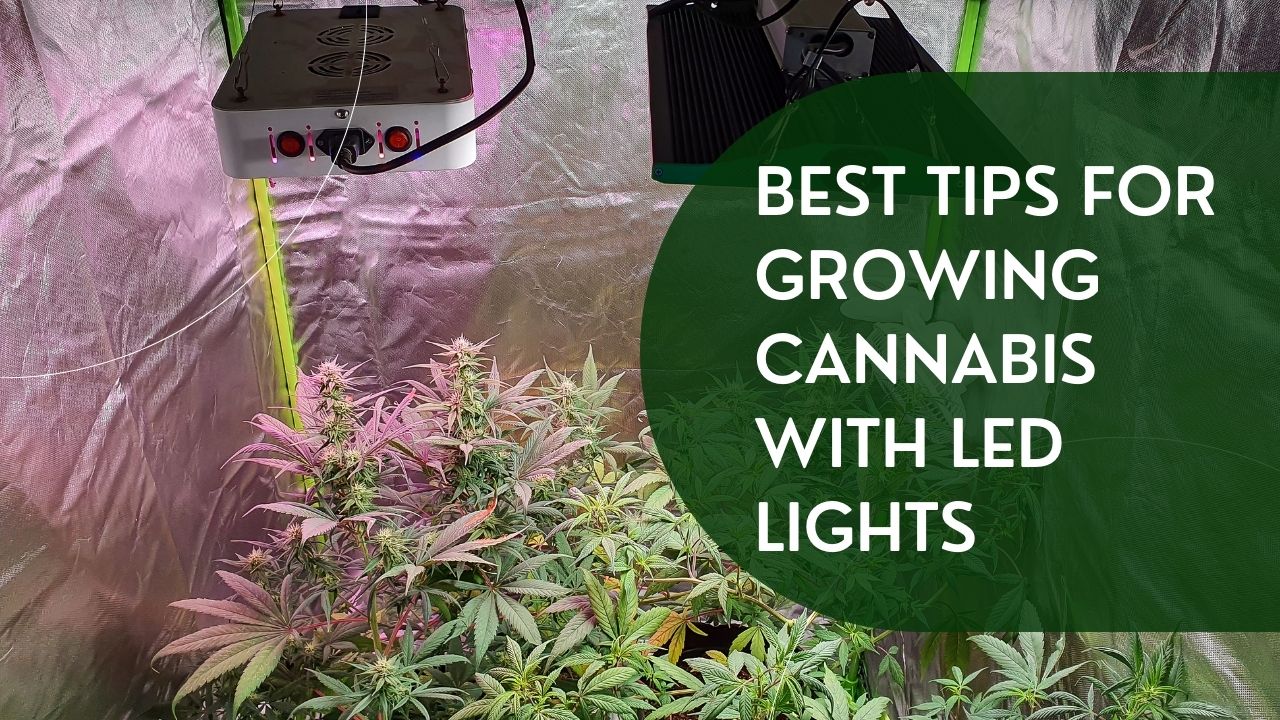 Best Tips for Growing Cannabis with Led Lights