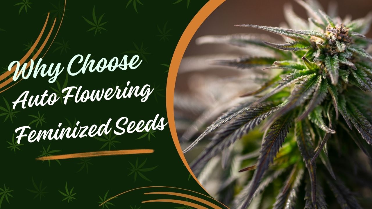 Why Choose Auto Flowering Feminized Seeds