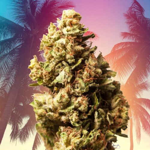 Sour-Diesel-768x768
