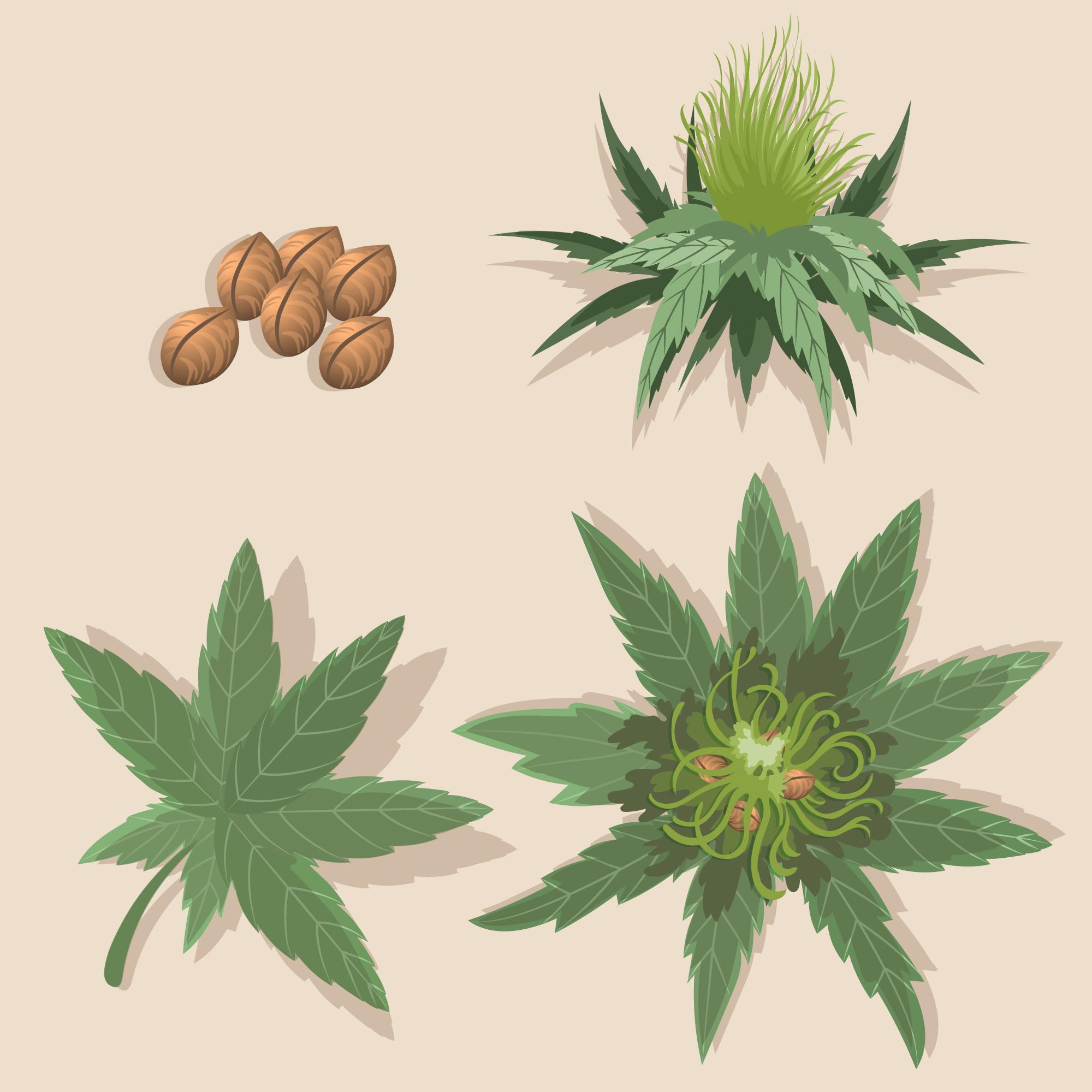 Explore the Best Cannabis Seeds for Sale