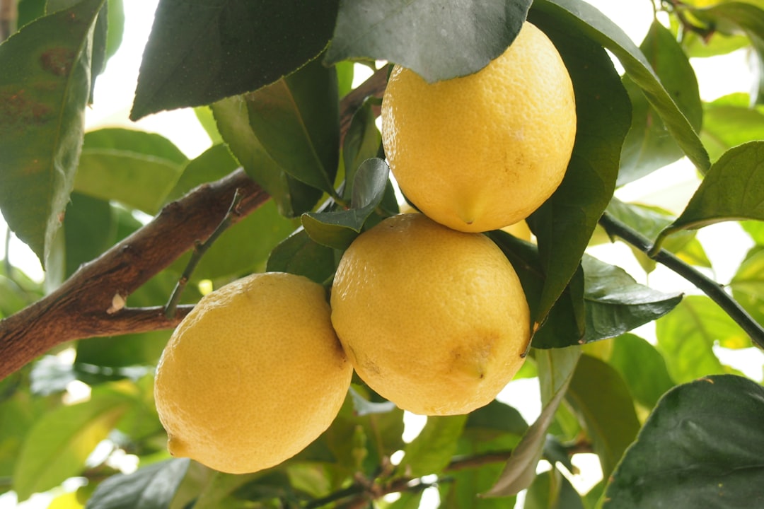 Growing Lemon Tree Strain: Tips and Tricks