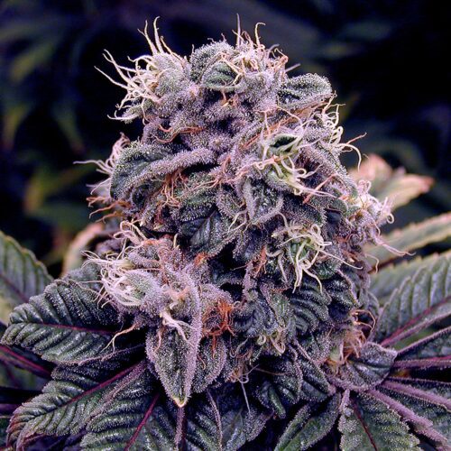 Blueberry cannabis seeds