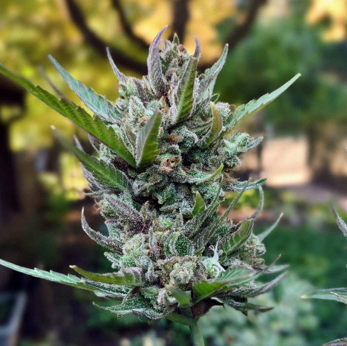 Best Indica Autoflower Seeds: Discover the Perfect Strain for Relaxation and Sleep