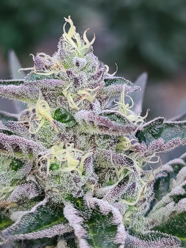 Top 5 Indica Seeds for Your Cannabis Garden