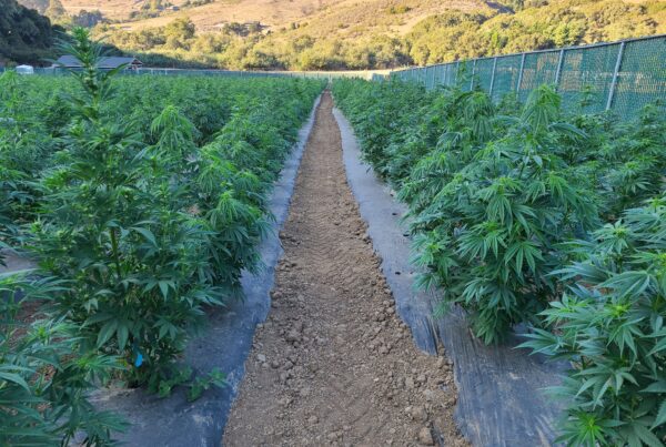 CBD Rich Hybrid Seeds