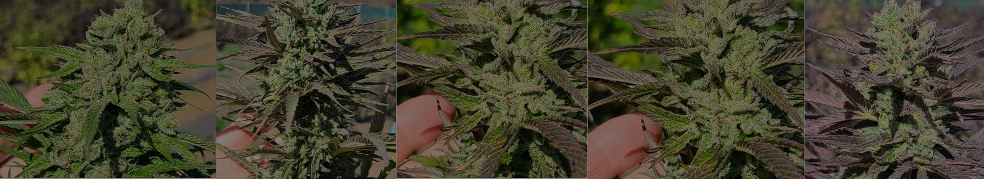 Understanding the Characteristics of Sativa Strains