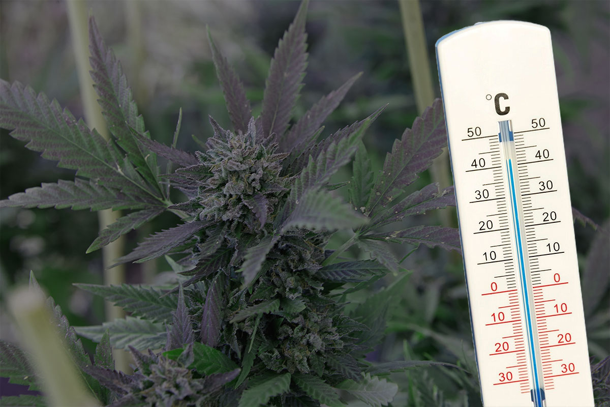 What is the best temperature and humidity for autoflower cannabis?