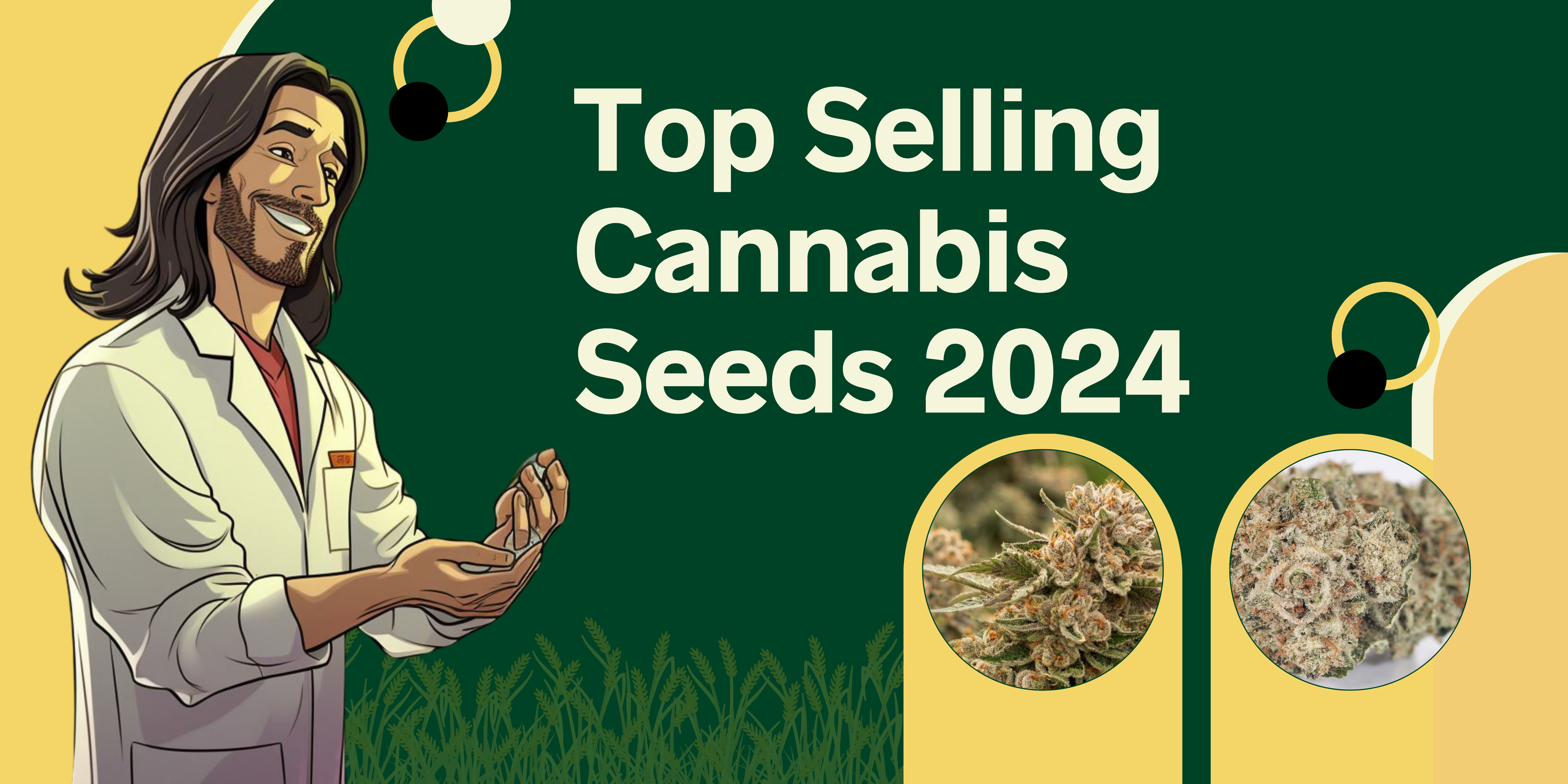 Top selling cannabis seeds 2024