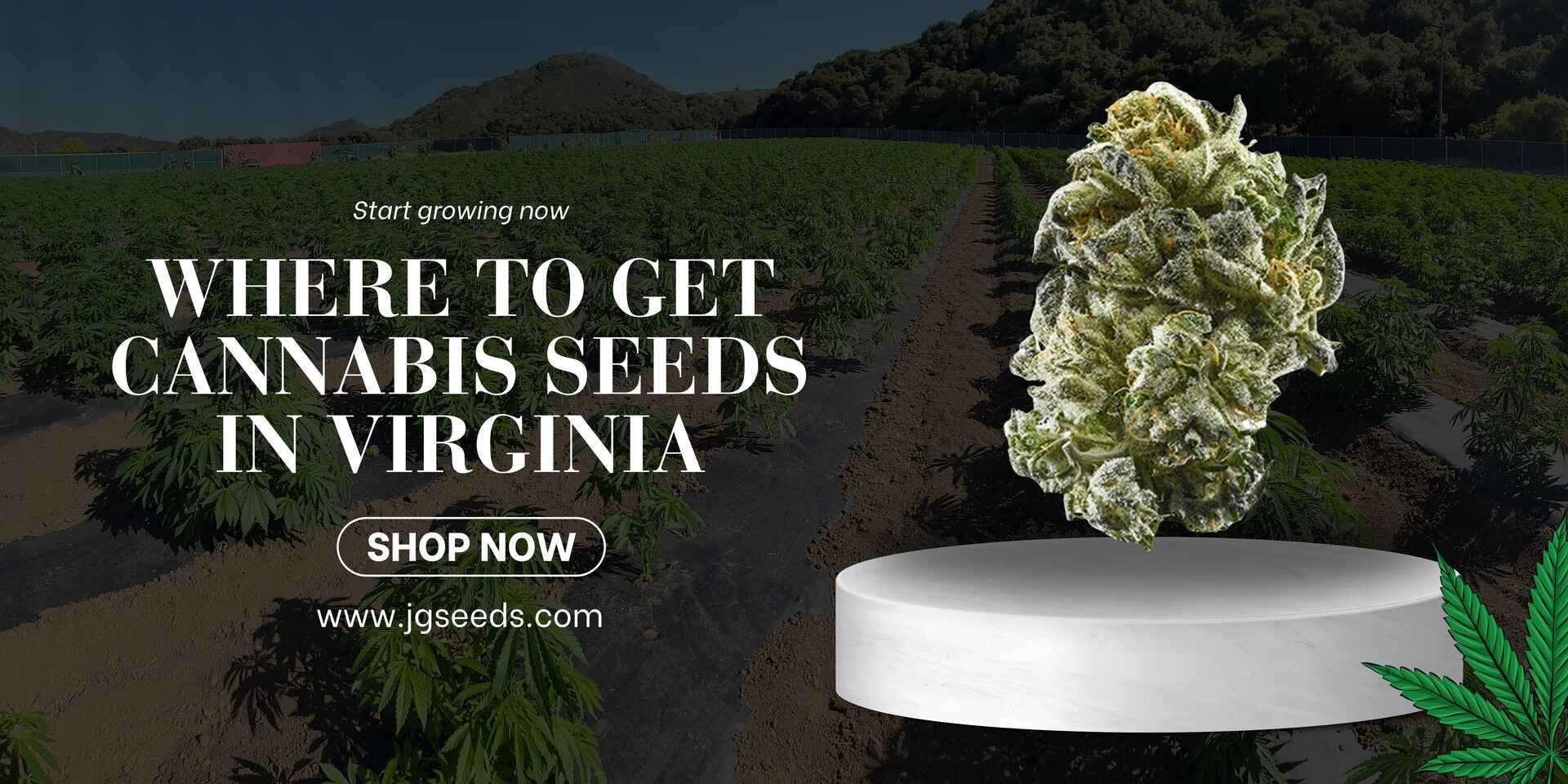 Where to get cannabis seeds in virginia