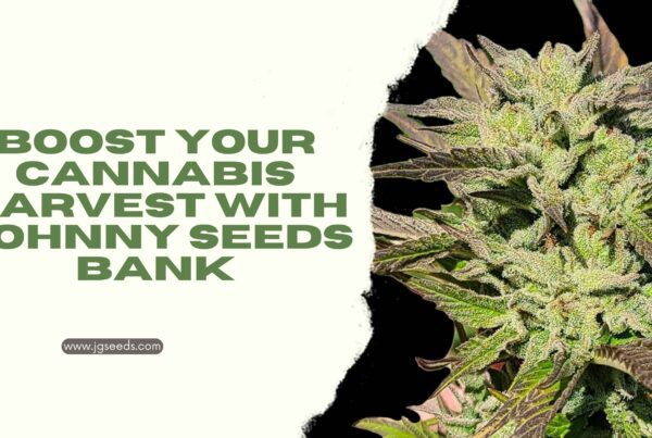 Boost Your Cannabis Harvest with Johnny Seeds Bank.jpg