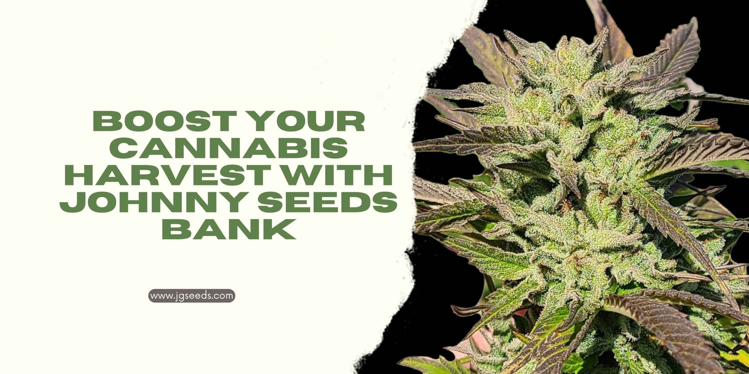 Boost Your Cannabis Harvest with Johnny Seeds Bank